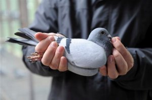 Как поймать голубя – обзор всех способов поимки