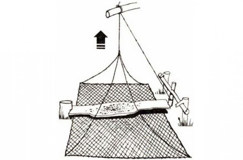 Схема ловушки пернатых с использованием рыболовных сетей