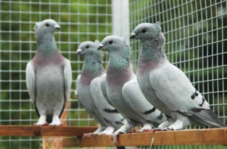 Сербские голуби