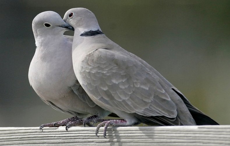 Птицы похожие на голубей фото и названия