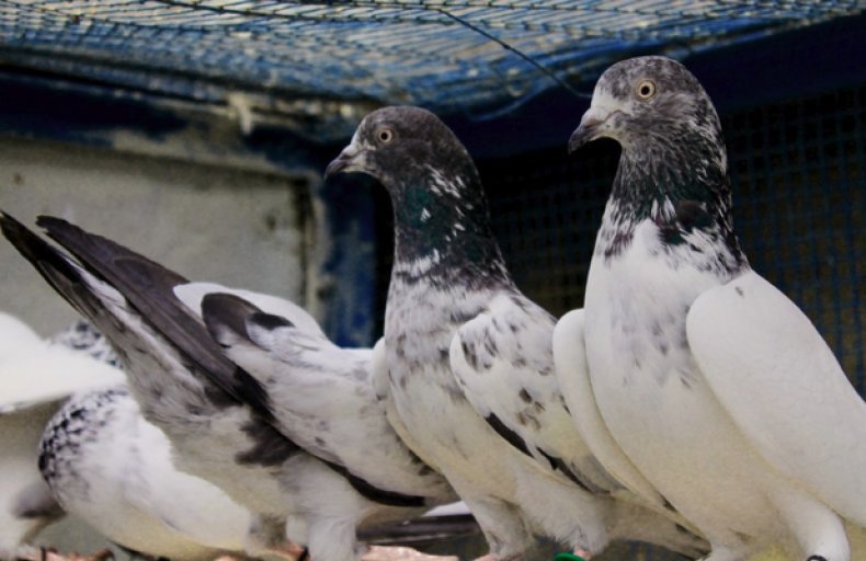 Пакистанские голуби