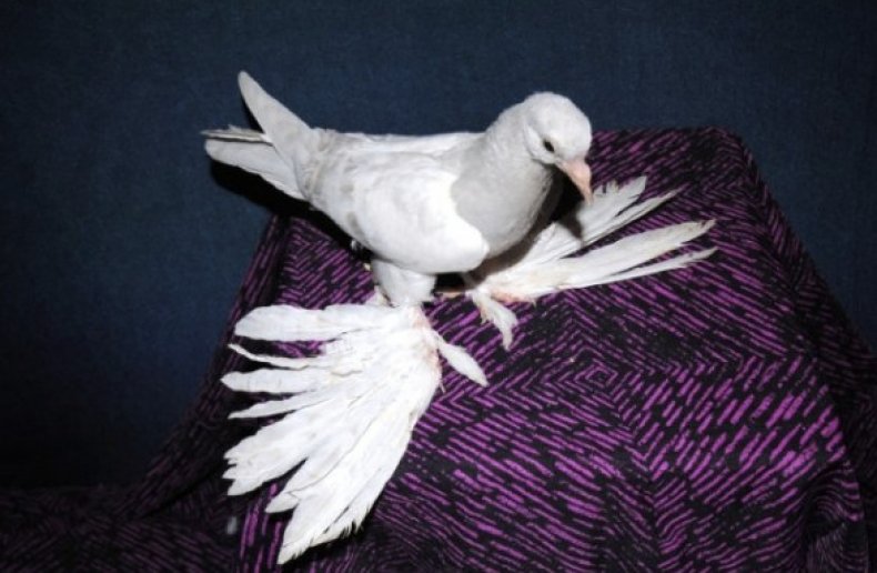 Иранские бойные голуби описание, фото, уход и содержание