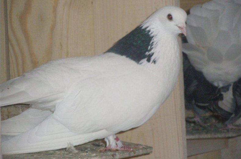 Пугачёвский высоколетный голубь