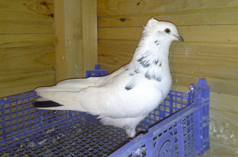 Бакинский голубь