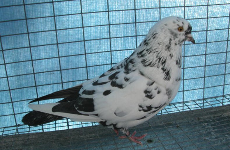 Тегеранский голубь
