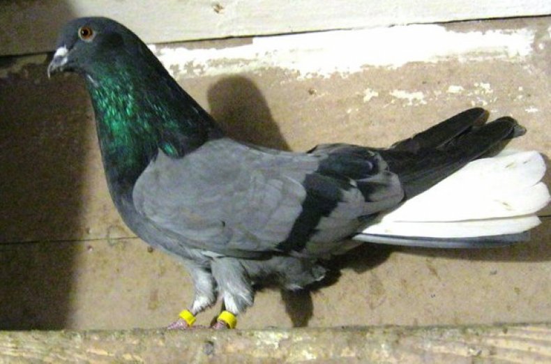 Николаевский голубь