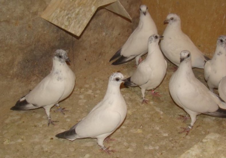 Венгерские высоколётные голуби