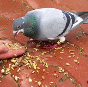 Питание голубей