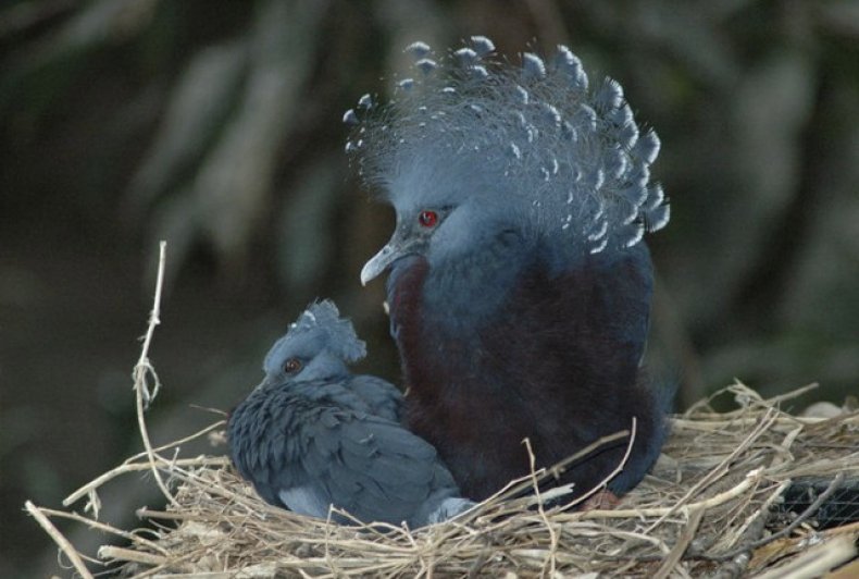 Венценосный голубь с детенышем