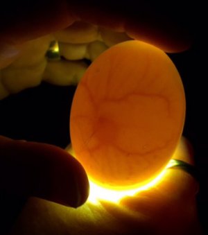 Овоскопирование утиных яиц