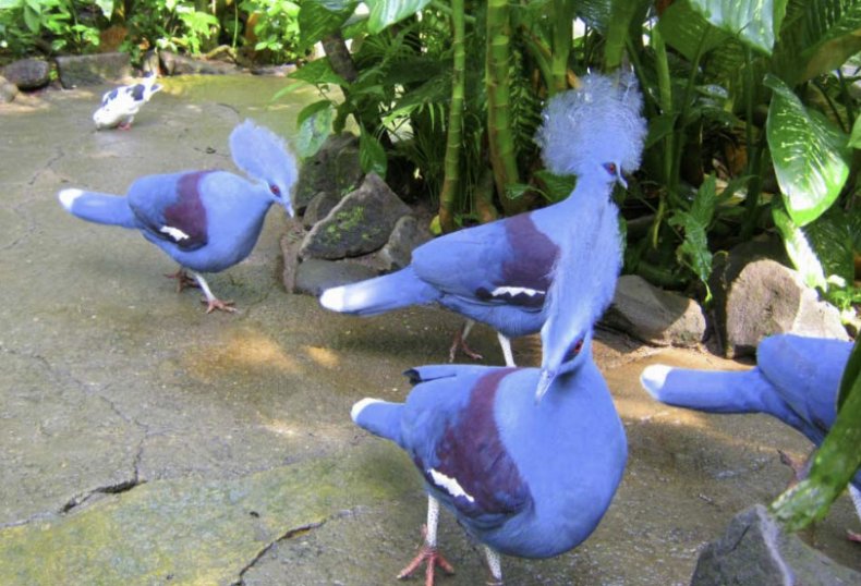 Венценосные голуби
