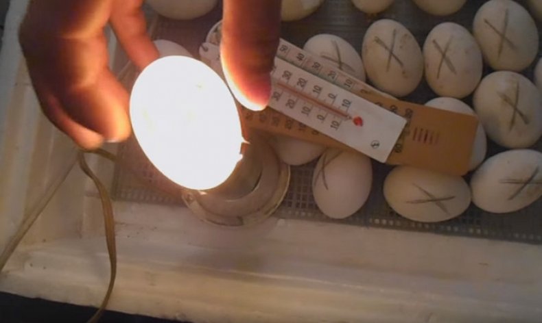 Овоскопирование утиных яиц