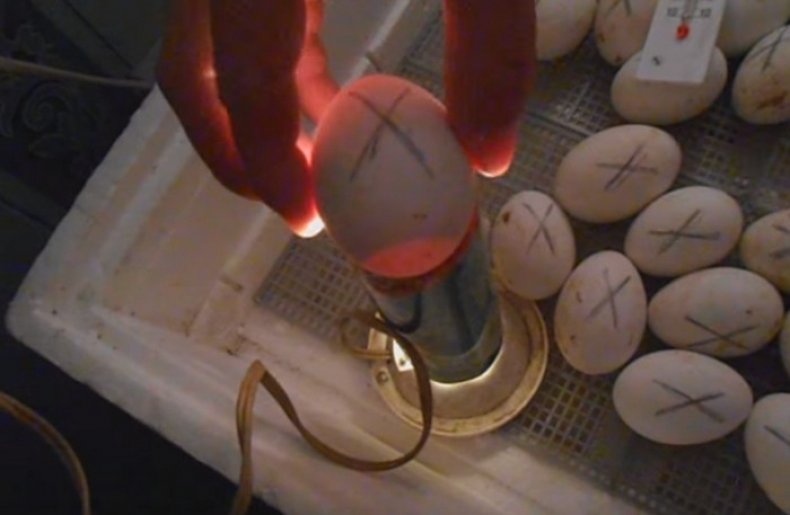 Овоскопирование утиных яиц по дням фото