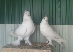 Андижанские голуби