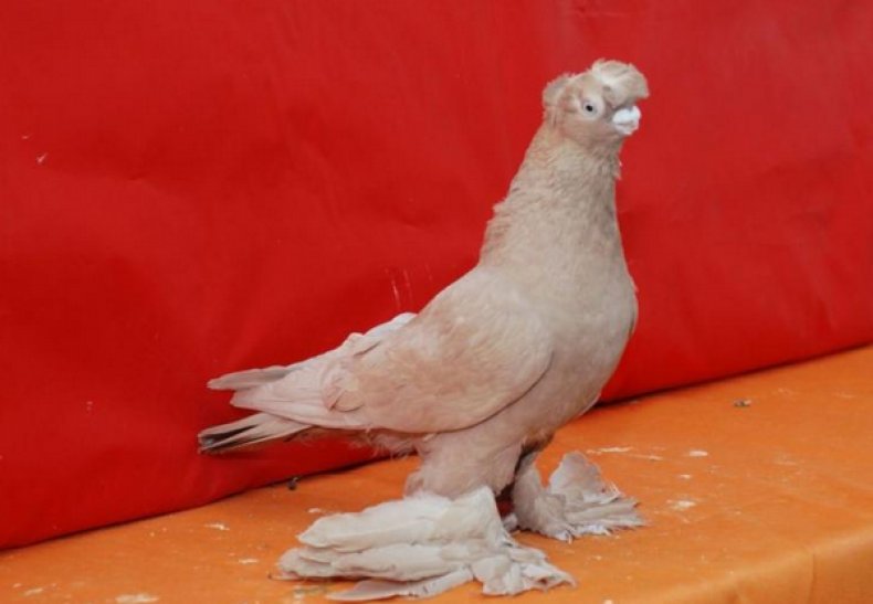 Андижанский голубь