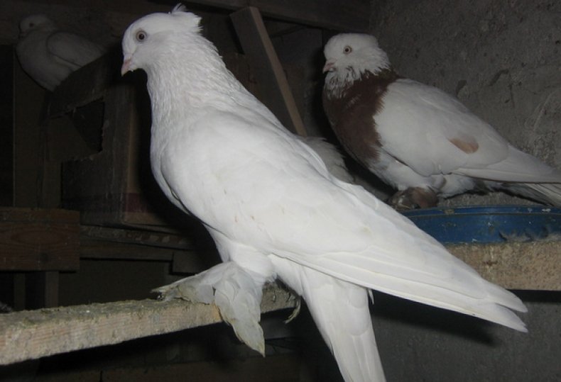 Андижанские голуби
