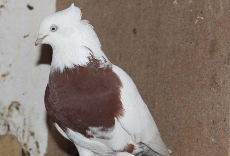 Андижанский голубь