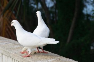 Понос у голубей: причины, лечение и профилактика