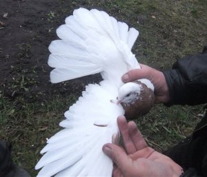 Кировоградские безкружные голуби
