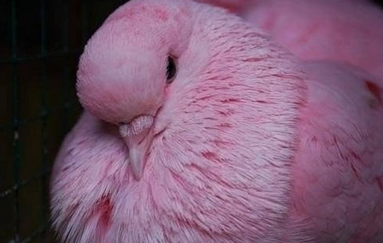 Розовый голубь