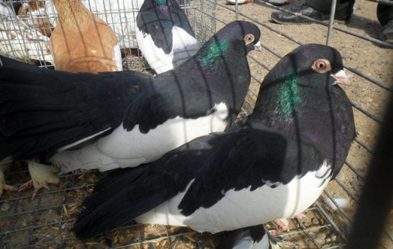 Камышинские голуби