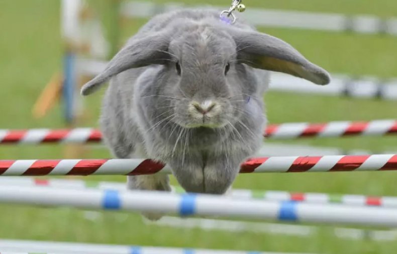Соревнования по кроличьим прыжкам
