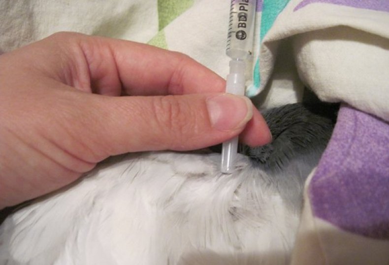 Вакцинирование голубя
