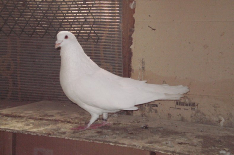 Римский голубь