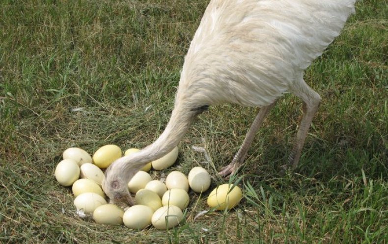Яйца нанду