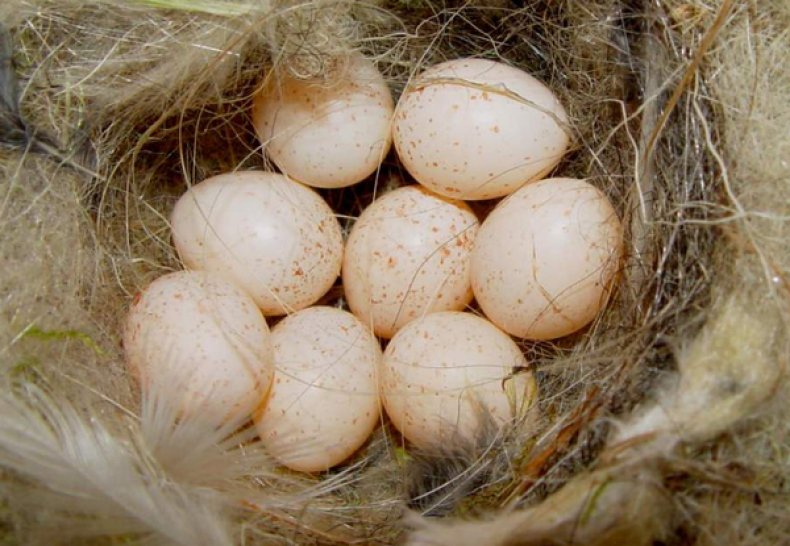 Яйца цесарки