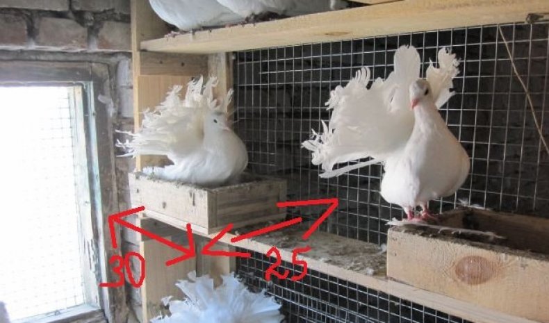 Гнёзда для голубей своими руками размеры, инструкция, фото