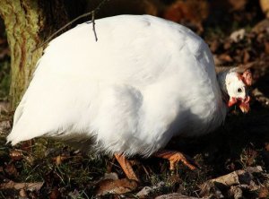 Сибирские белые цесарки: описание породы с фото, продуктивность, уход и содержание