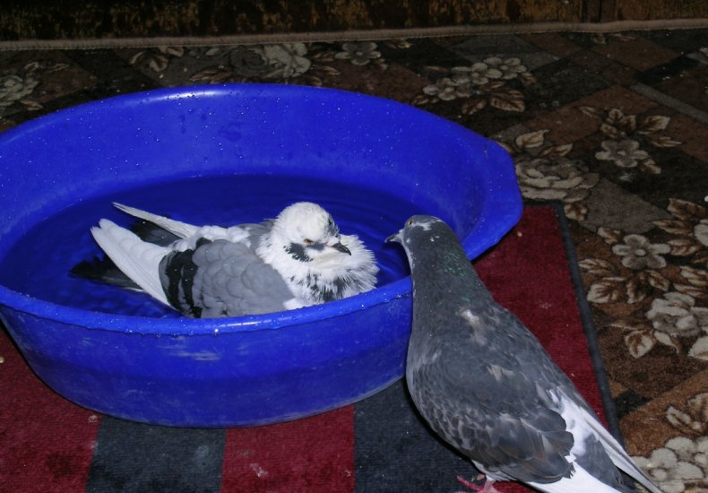 Ванночка для голубя