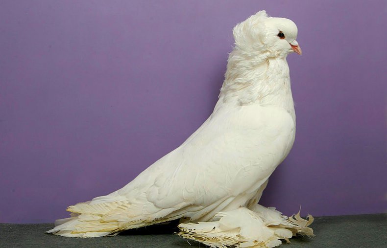 Декоративный голубь
