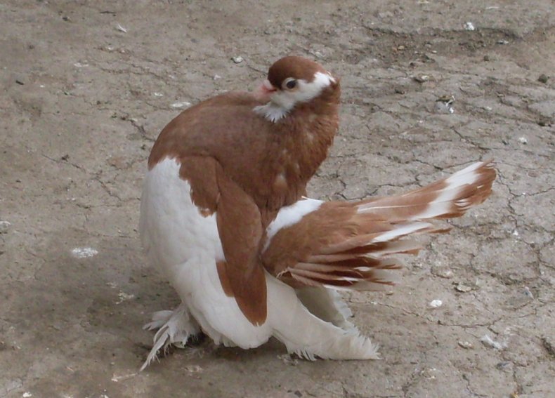Шалевая порода голубей