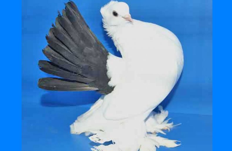 Чернохвостая порода голубей