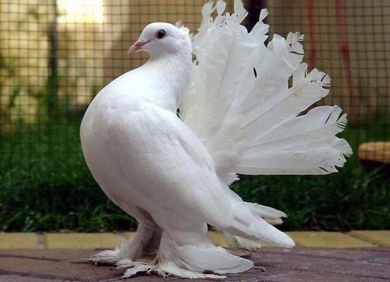 Павлинья порода голубей