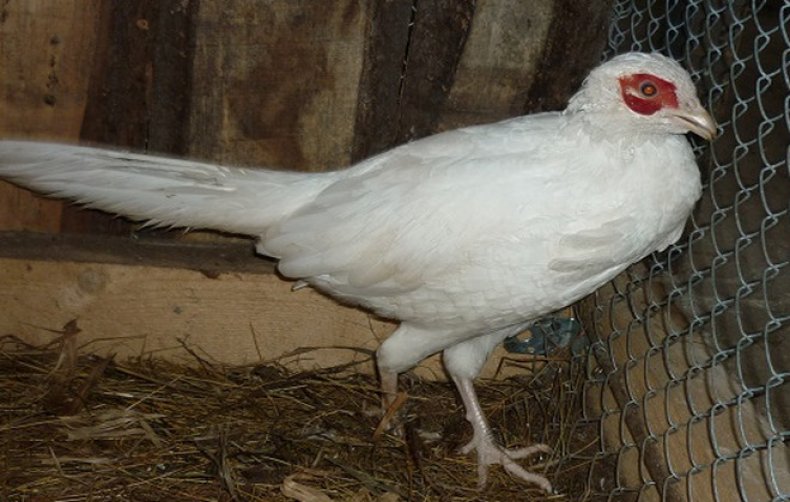 Белый фазан