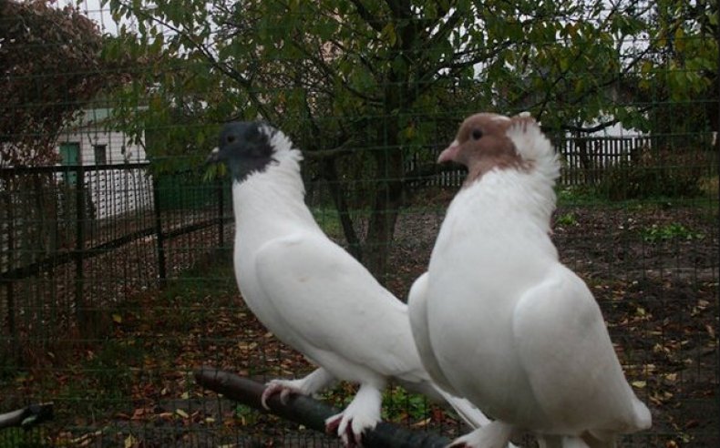 Щекатые бойные голуби