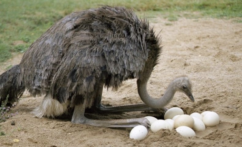 Страус и страусинные яйца