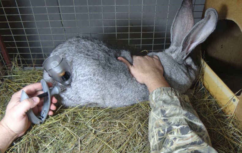 Лечение кролика от спирохетоза