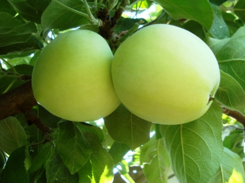 Яблока сорта «Белый налив» выделяются своим цветом