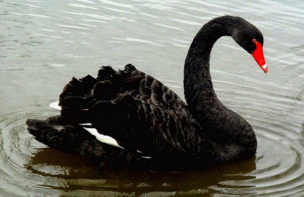Чёрный лебедь: описание птицы, фото, где живут, чем питаются