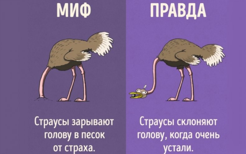 О страусах