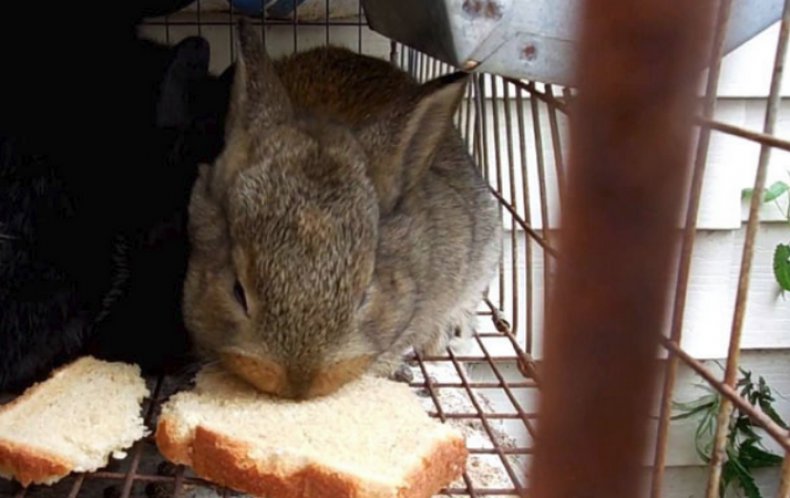 Кролик кушает хлеб