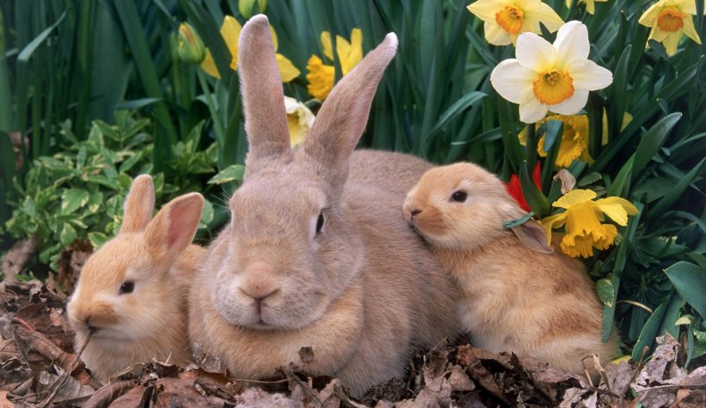 Семейство кроликов