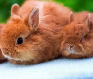 Лисий карликовый кролик: описание породы