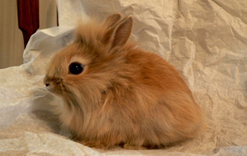 Лисий карликовый кролик