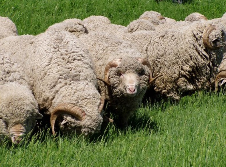 Овцы породы Меринос