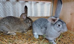 Листериоз у кроликов